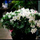 석곡(화산) 이미지