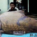 잉어 이미지