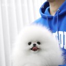 퍼피빌리지 이미지