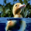 강아지 세상 이미지