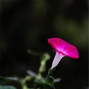 라파&닛시