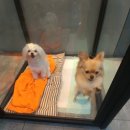 개똥이 애견샵 이미지