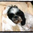 최가축병원 이미지