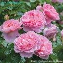 스트로베리힐 이미지