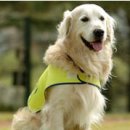 장애인심부름센터 이미지