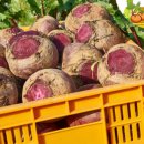 영순농장 이미지