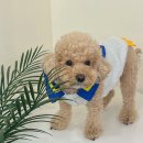 멍플러피 이미지