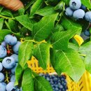 진솔농장 | MBC 오늘N 2026년 1월 19일, 태천블루베리농장 방송 구매처