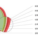 커피체리 이미지