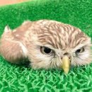 올빼미PC 이미지