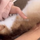 눈곱 떼는 김에 쓰담쓰담 받는 고양이 이미지