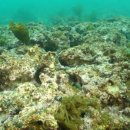 제주바다연 이미지