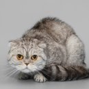 25시동물병원 이미지