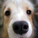 대영동물병원 이미지