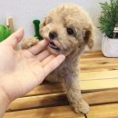 몽글몽글 이미지