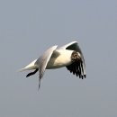 명품 갈매기 이미지