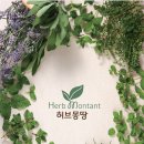 농업회사법인 허브 주식회사 이미지