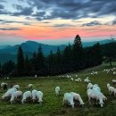 벚꽃로24길 이미지