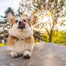 도그아이 이미지