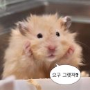 규니규니