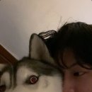 털뭉치 이미지