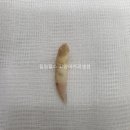 서초힐스동물병원 이미지