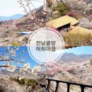 우정문화마을B | 봄의 전령사 광양 매화마을 매화축제 실시간 개화상황 셔틀버스 정보