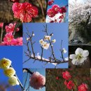 10월24일 매화(Prunus Mume) [國際聯合日],[사과데이] 이미지