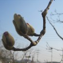 Magnolia Daum카페