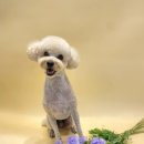 The 사랑할개(더사랑할개) 이미지