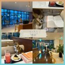 양천향교역 8번출구 | 주말엔 조용한 공간에서 반려견과 여유롭게 보내고 싶다면? [라운] 양천향교역 카페 애견동반 가능 카페