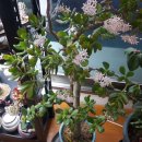 화월농장 이미지