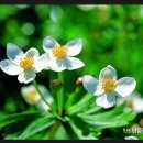 바람꽃 이미지