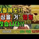 7월에 심는 작물 들깨 쪽파 당근 옥수수심는시기 양배추 브로콜리 텃밭작물 이미지
