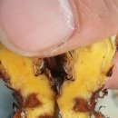 디에이팜 이미지