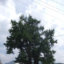 천연기념물 76호 영월읍 은행나무 이미지