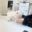 보니또따 이미지