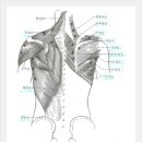 승모근[Trapezius] 이미지