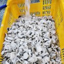 강북유통 | 서울 강북 냉동절단쭈꾸미 식당 사장님들 사이 입소문 난 납품처