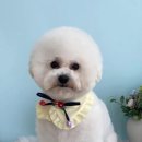 유어펫 살롱 이미지