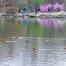 원앙갈비 이미지