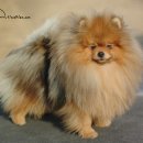 티나리안 이미지