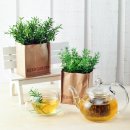 애플민트 이미지