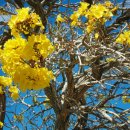 타브비이야(Tabebuia Jaune) 이미지