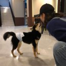 퍼피퍼피(puppy puppy) 이미지