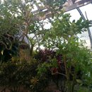 대연수목전시원 이미지