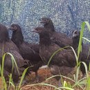 정우네농장 이미지