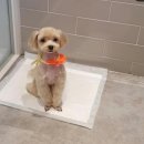 은마로동물병원 이미지