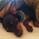 이의종동물병원 이미지