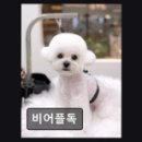 비어플독
